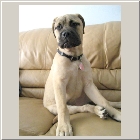 Ginger and Clints 11-07 Chaucer aka Winston 08a.jpg